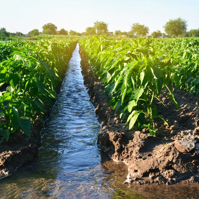 Irrigation of peppers in the field. Growing organic vegetables. Traditional natural watering. Eco-friendly products. Agriculture and farmland. Crops. Ukraine, Kherson region. Soft selective focus