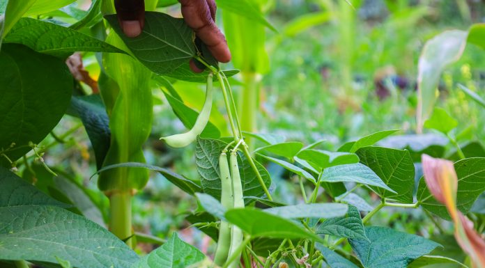 Académico UOH lidera estudios en maíz, poroto y lingue para mejorar rendimiento y calidad de semillas