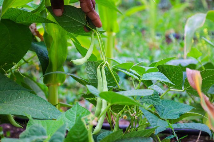 Nuevo Proyecto Semillas-4