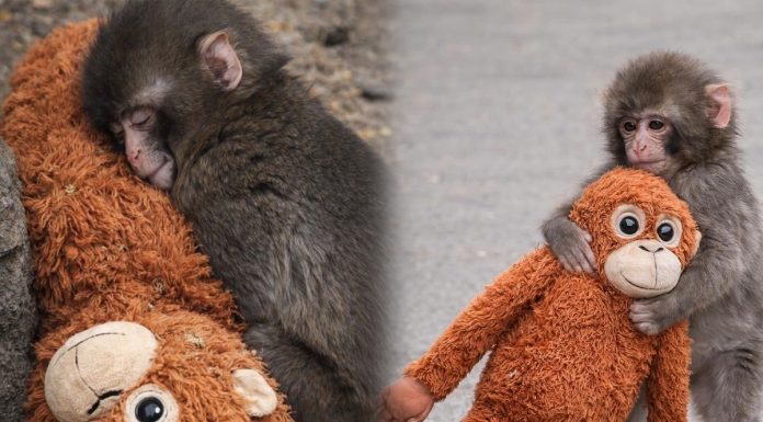 ¿Por qué Punch y su osito nos generan tanta ternura? La psicología lo explica