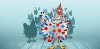 Más allá del avistamiento: Por qué nuestra curiosidad es el mayor riesgo ante la influenza aviar