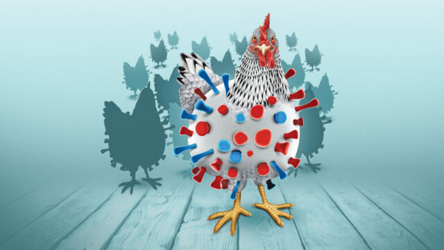 230316-aca4-des-f1-gripe-aviar-640x360