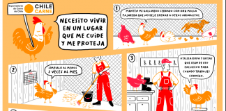 Influenza aviar: Llaman a reforzar medidas de bioseguridad en pequeños productores y criadores de aves