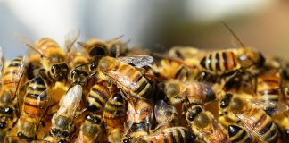 Día Mundial de las Abejas: El silencioso trabajo que sostiene la vida en el planeta