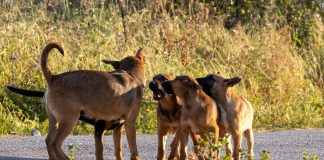 Ataques a ganado y fauna nativa: El debate que reabrió la urgencia legislativa