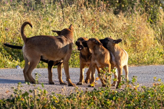 PERROS SALVAJES