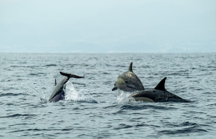 Delfines (2)