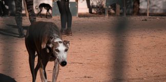 Tras votación contra las carreras de perros, exertos llaman a modernizar la legislación sobre bienestar animal