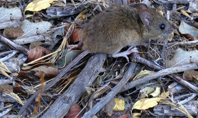 Hantavirus (1)