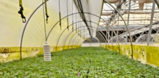 Amplían convenio de acceso a plantas de frutilla de alta calidad para pequeños productores de San Pedro de Melipilla
