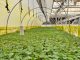 Amplían convenio de acceso a plantas de frutilla de alta calidad para pequeños productores de San Pedro de Melipilla