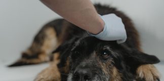 Veterinarios advierten aumento de casos de distemper y llaman a reforzar la vacunación de perros