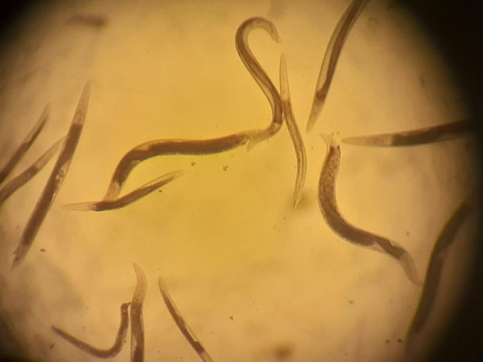 Nematodos 2
