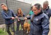 Delegación Provincial de Melipilla y municipio realizan operativo veterinario en campamento de la ribera del río Maipo